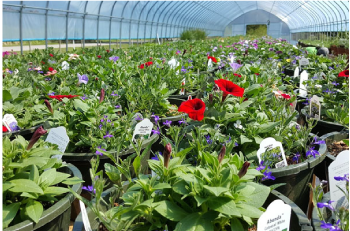 greenhouse full of plants